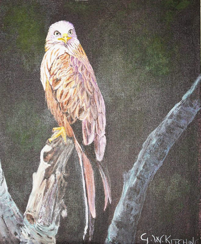 Red Kite, acrylic on board painting by George Kitching
